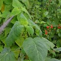 Salvia madrensis
